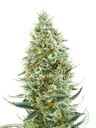 Amnesia FAST | PHOTOFEM | Advanced Seeds - Freigestellt 2026-10-09