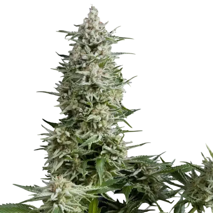 Amnesia Gold | PHOTOFEM | Pyramid Seeds - Freigestellt 2026-10-09