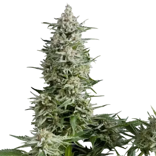 Amnesia Gold | PHOTOFEM | Pyramid Seeds - Freigestellt 2026-10-09
