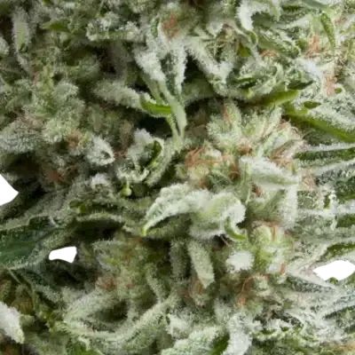 Amnesia Gold Auto | AUTOFEM | Pyramid Seeds - Freigestellt 2026-10-09
