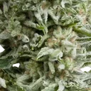 Amnesia Gold Auto | AUTOFEM | Pyramid Seeds - Freigestellt 2026-10-09