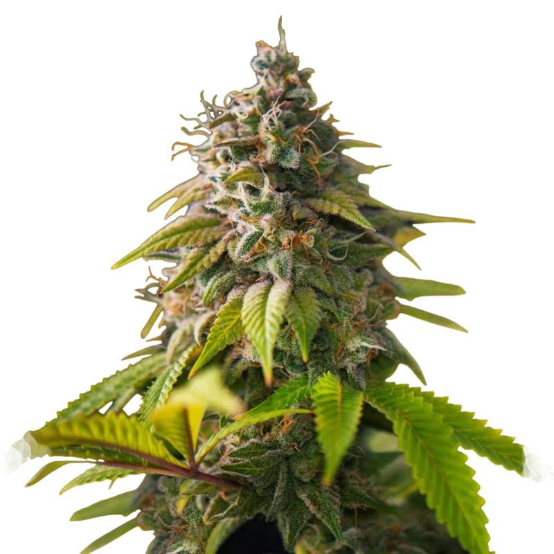 Amnesia Haze – Galerieansicht