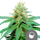 Amnesia Haze | PHOTOREG | Royal Queen Seeds - Freigestellt 2026-10-09