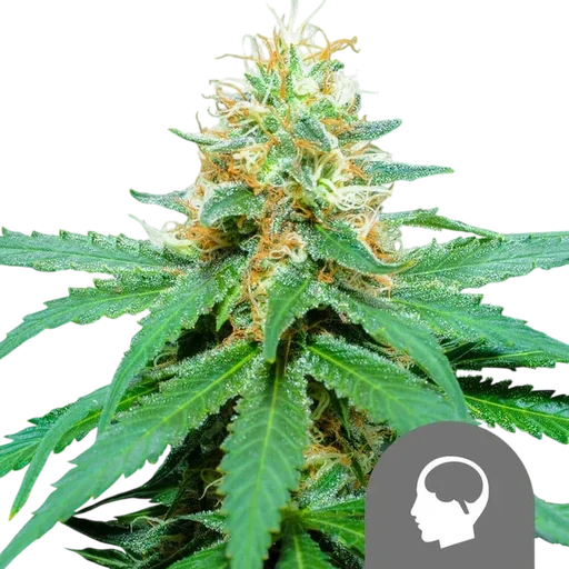 Amnesia Haze | PHOTOREG | Royal Queen Seeds - Freigestellt 2026-10-09