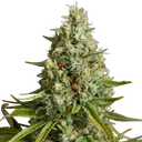 Amnesia Lemon | PHOTOFEM | Silent Seeds - Freigestellt 2026-10-09