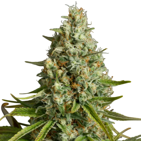 Amnesia Lemon | PHOTOFEM | Silent Seeds - Freigestellt 2026-10-09