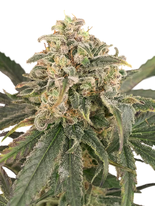 Amnesia XXL Auto | AUTOFEM | Advanced Seeds - Freigestellt 2026-10-09