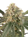 Amnesia XXL Auto | AUTOFEM | Advanced Seeds - Freigestellt 2026-10-09