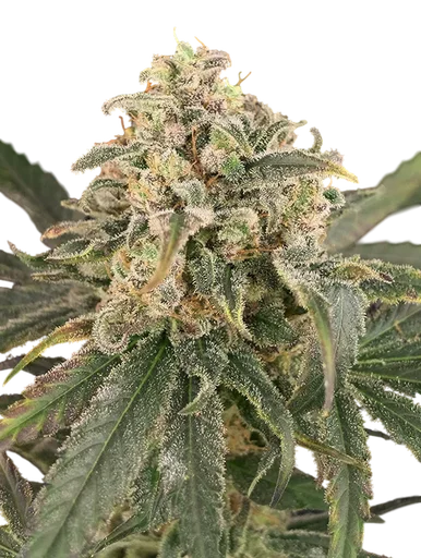Amnesia XXL Auto | AUTOFEM | Advanced Seeds - Freigestellt 2026-10-09