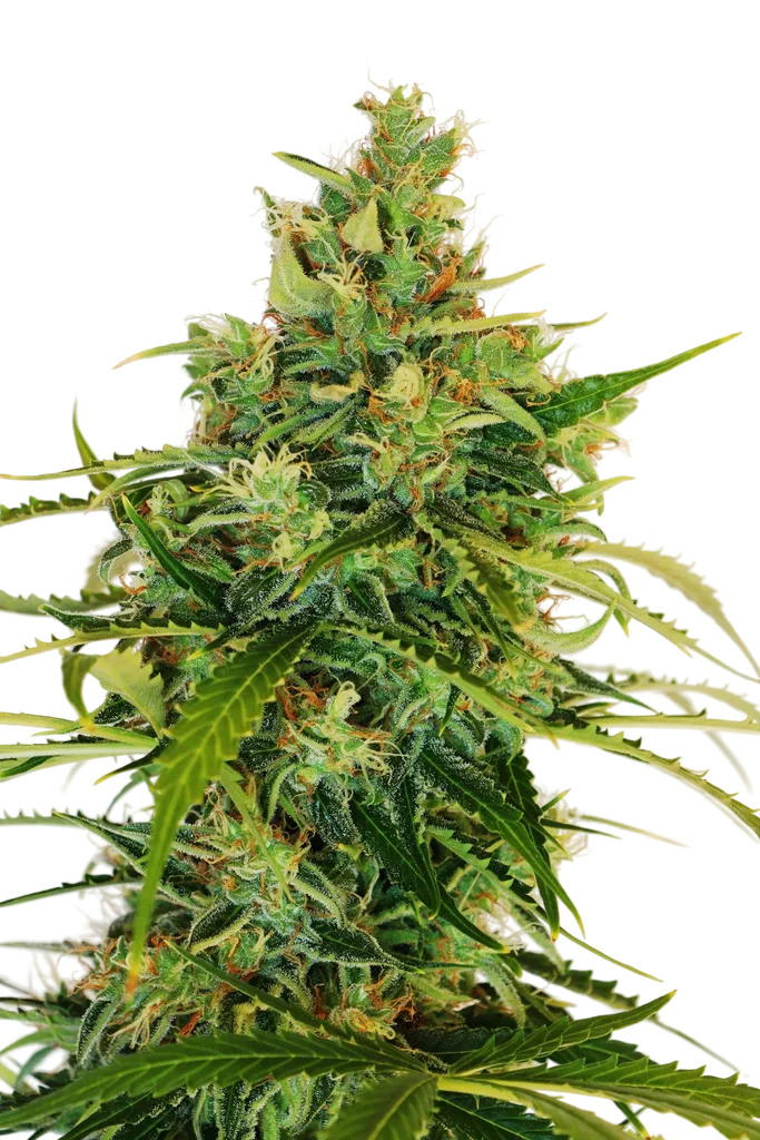 Amnesi - K Lemon | PHOTOFEM | Kannabia Seeds - Freigestellt 2026-10-09