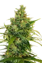 Amnesi - K Lemon | PHOTOFEM | Kannabia Seeds - Freigestellt 2026-10-09