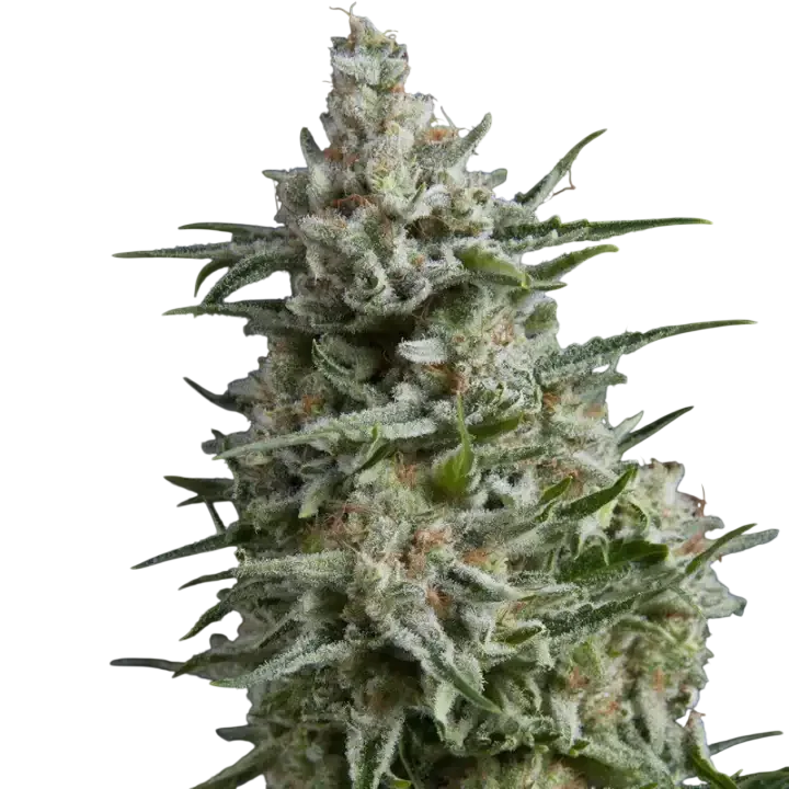 Anesthesia | PHOTOFEM | Pyramid Seeds - Freigestellt 2026-10-09