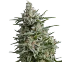 Anesthesia | PHOTOFEM | Pyramid Seeds - Freigestellt 2026-10-09