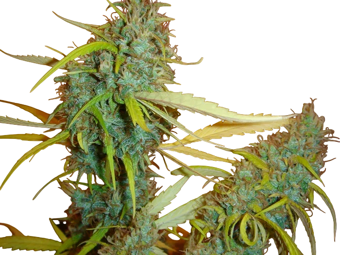 Angel Heart | PHOTOREG | Mr. Nice Seedbank - Freigestellt 2026-10-09