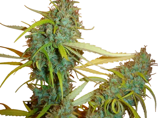 Angel Heart | PHOTOREG | Mr. Nice Seedbank - Freigestellt 2026-10-09