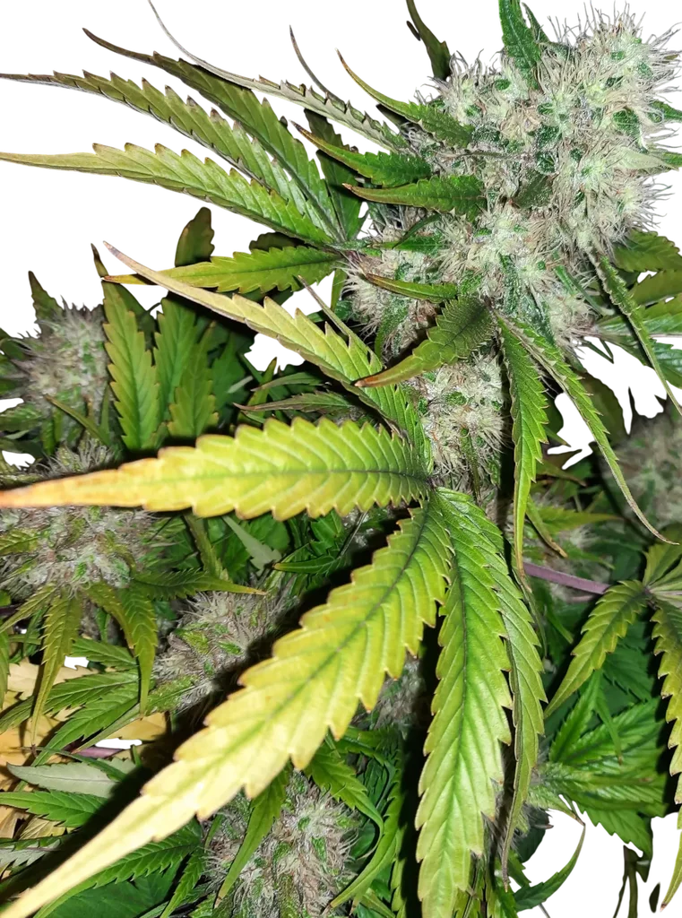 Angels Breathe | PHOTOREG | Mr. Nice Seedbank - Freigestellt 2026-10-09