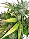 Angels Breathe | PHOTOREG | Mr. Nice Seedbank - Freigestellt 2026-10-09
