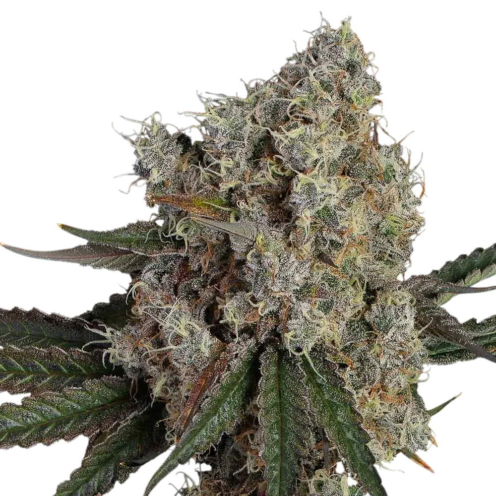 Another Level | PHOTOFEM | Happy Valley Genetics - Freigestellt 2026-10-09