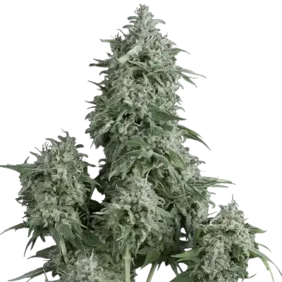 Anubis | PHOTOFEM | Pyramid Seeds - Freigestellt 2026-10-09