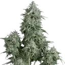 Anubis | PHOTOFEM | Pyramid Seeds - Freigestellt 2026-10-09