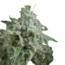 Anubis Auto | AUTOFEM | Pyramid Seeds - Freigestellt 2026-10-09