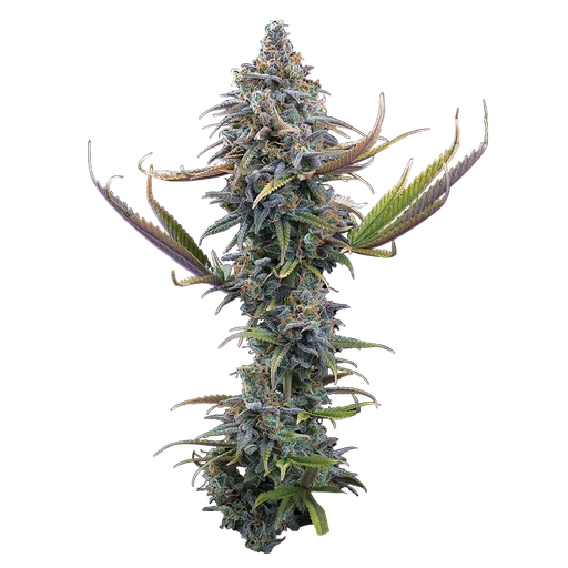 Apollo | PHOTOFEM | Brothers Grimm Seeds - Freigestellt 2026-10-09