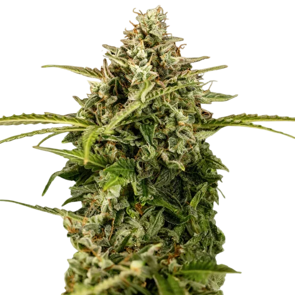 Apollo F1 Auto | AUTOFEM | Royal Queen Seeds - Freigestellt 2026-10-09