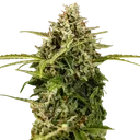 Apollo F1 Auto | AUTOFEM | Royal Queen Seeds - Freigestellt 2026-10-09