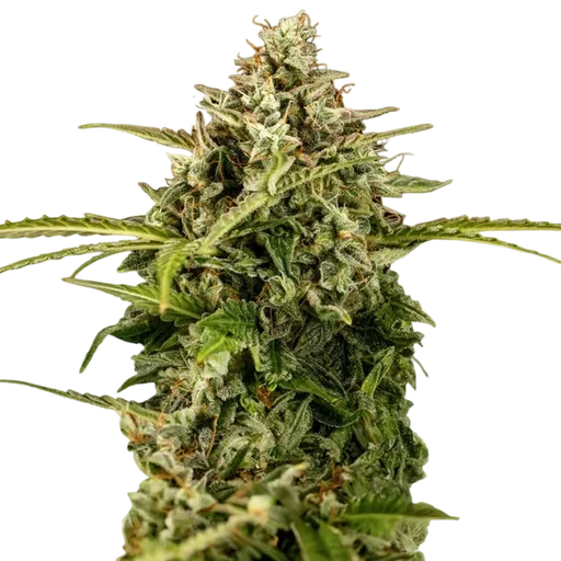 Apollo F1 Auto | AUTOFEM | Royal Queen Seeds - Freigestellt 2026-10-09