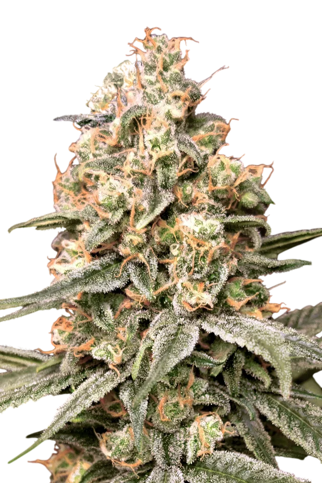 Apple Fritter Auto | AUTOFEM | Advanced Seeds - Freigestellt 2026-10-09