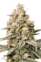 Apple Fritter Auto | AUTOFEM | Advanced Seeds - Freigestellt 2026-10-09
