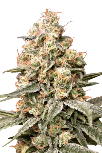 Apple Fritter Auto | AUTOFEM | Advanced Seeds - Freigestellt 2026-10-09