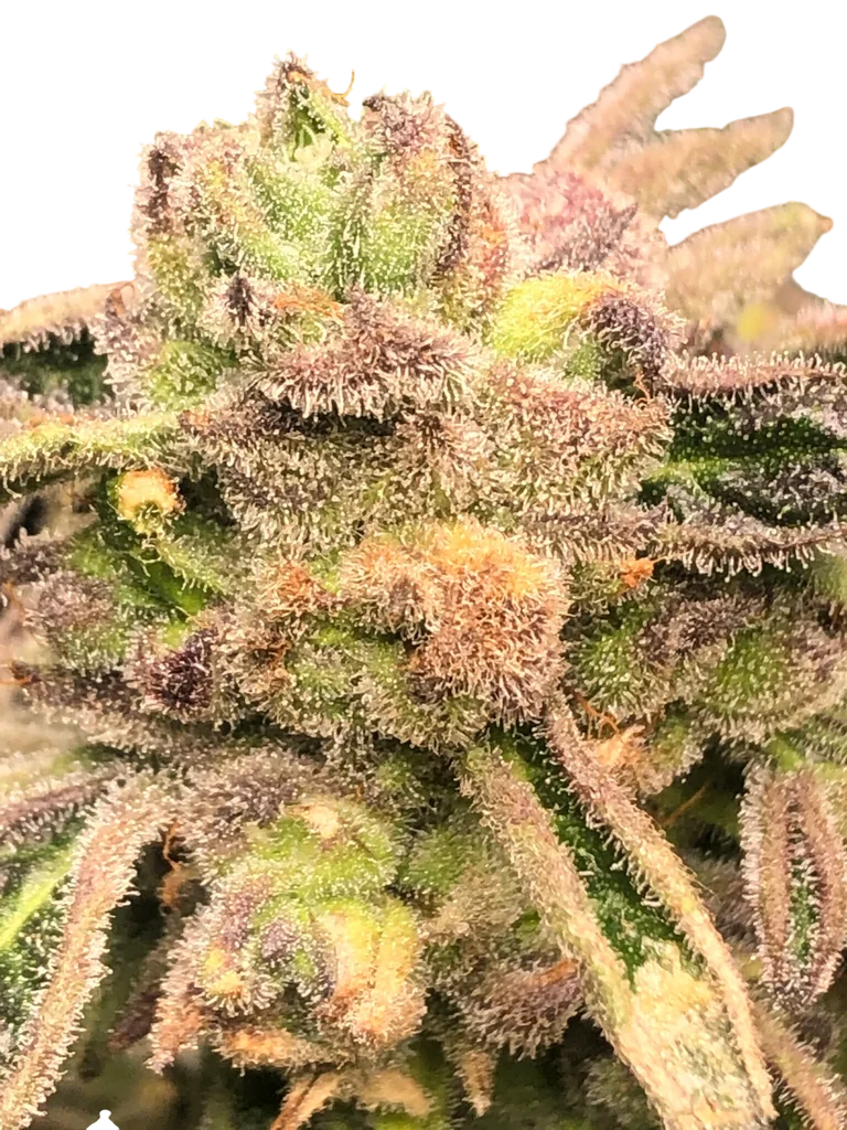 Apple Fritter S1 | PHOTOFEM | Elev8 Seeds - Freigestellt 2026-10-09