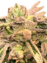 Apple Fritter S1 | PHOTOFEM | Elev8 Seeds - Freigestellt 2026-10-09