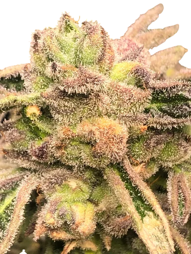 Apple Fritter S1 | PHOTOFEM | Elev8 Seeds - Freigestellt 2026-10-09