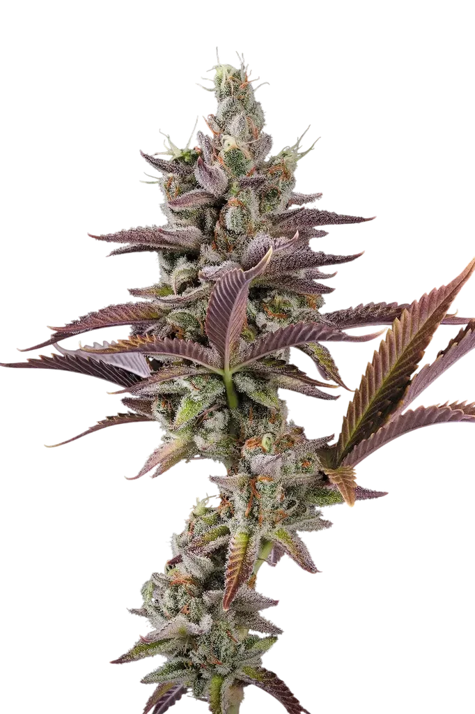 Apricot Candy | PHOTOFEM | Paradise Seeds - Freigestellt 2026-10-09