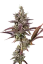 Apricot Candy | PHOTOFEM | Paradise Seeds - Freigestellt 2026-10-09