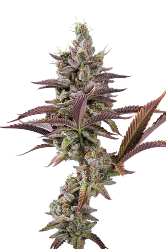 Apricot Candy | PHOTOFEM | Paradise Seeds - Freigestellt 2026-10-09