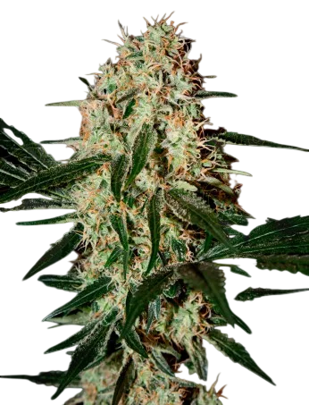 Arjans Haze #3 | PHOTOFEM | Greenhouse Seed Co. - Freigestellt 2026-10-09