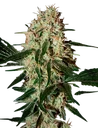 Arjans Haze #3 | PHOTOFEM | Greenhouse Seed Co. - Freigestellt 2026-10-09