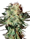 Arjans Strawberry Haze | PHOTOFEM | Greenhouse Seed Co. - Freigestellt 2026-10-09