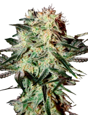 Arjans Strawberry Haze | PHOTOFEM | Greenhouse Seed Co. - Freigestellt 2026-10-09
