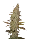 Arjans Ultra Haze #1 | PHOTOFEM | Greenhouse Seed Co. - Freigestellt 2026-10-09