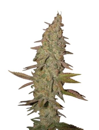 Arjans Ultra Haze #1 | PHOTOFEM | Greenhouse Seed Co. - Freigestellt 2026-10-09
