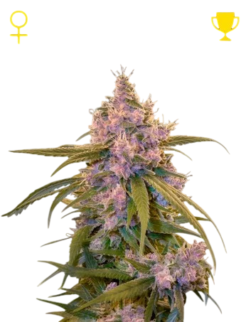 Arjans Ultra Haze #2 | PHOTOFEM | Greenhouse Seed Co. - Freigestellt 2026-10-09