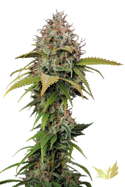 Atomical Haze | PHOTOFEM | Paradise Seeds - Freigestellt 2026-10-09