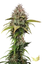 Atomical Haze | PHOTOFEM | Paradise Seeds - Freigestellt 2026-10-09