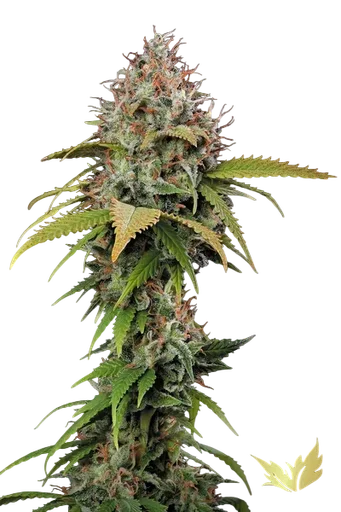 Atomical Haze | PHOTOFEM | Paradise Seeds - Freigestellt 2026-10-09