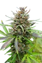 Baby Boom Auto | AUTOFEM | Kannabia Seeds - Freigestellt 2026-10-09
