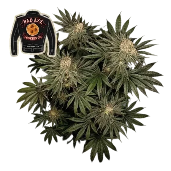Badazz Cookies OG | PHOTOFEM | Seedsman - Freigestellt 2026-10-09
